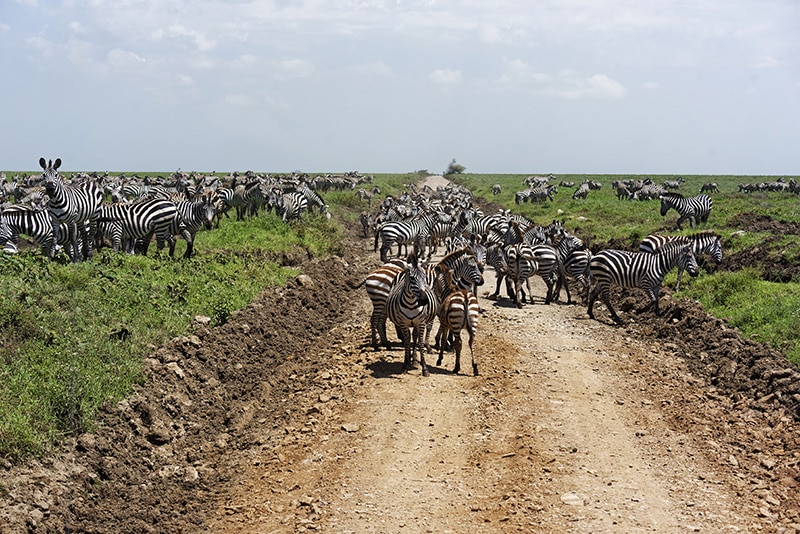 Viaje exclusivo a África