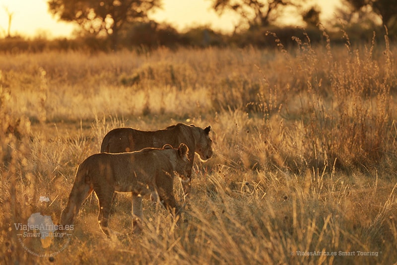 Viaje de lujo Botswana