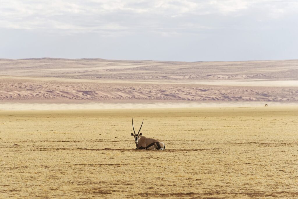 La Gran Migración en Tanzania