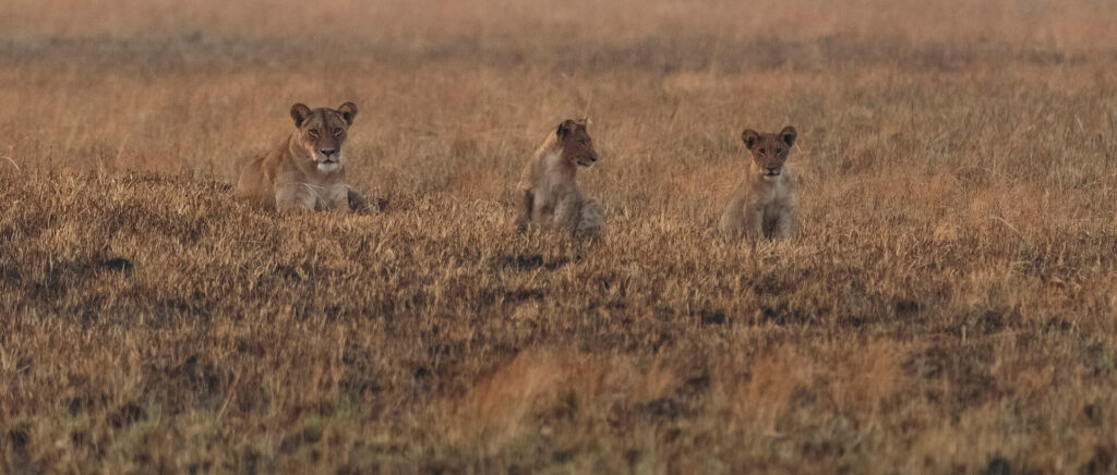 Leona con crías en la sabana durante un safari en Zambia