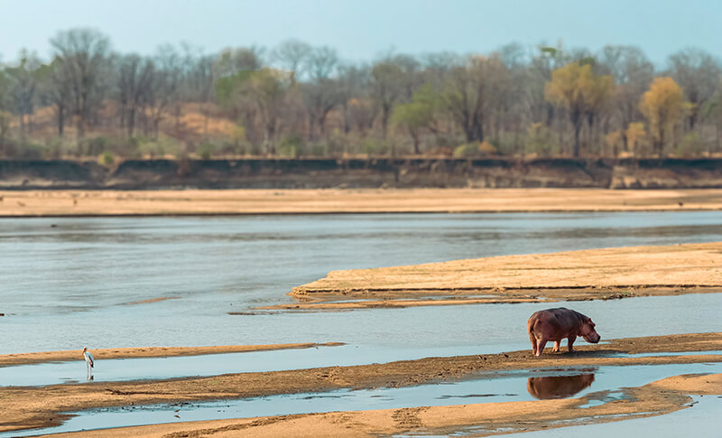 Hipopótamo en el río durante un viaje de safari por Zambia