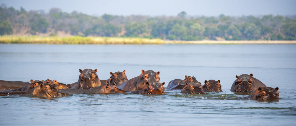 Safari Zambia, actividades que no te puedes perder
