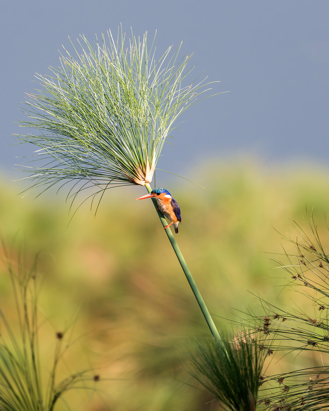 Ave posada sobre un papiro en los humedales del Delta del Okavango, Botswana