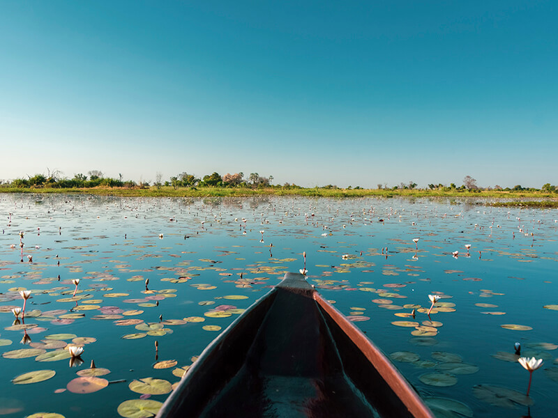 Mokoro navegando entre nenúfares en el Delta del Okavango, Botswana