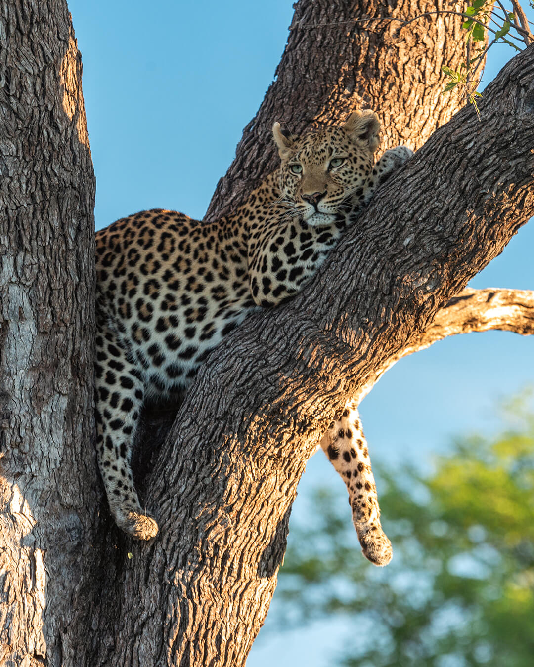Leopardo descansando en un árbol durante un safari en Botswana
