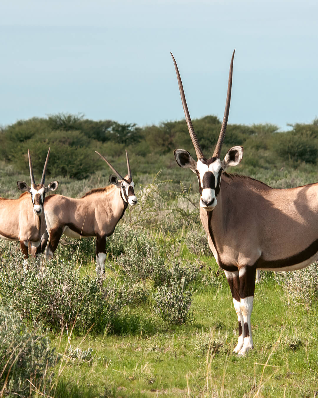 Grupo de órix en un paisaje natural de Namibia durante un safari a medida.